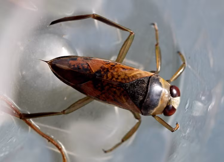 Bay được giữa các ao hồ. Dù sống dưới nước, bọ bơi ngửa có cánh phát triển tốt và có thể bay vào ban đêm để di chuyển sang môi trường nước mới khi ao hồ cạn hoặc thiếu thức ăn. Ảnh: biolib.cz.