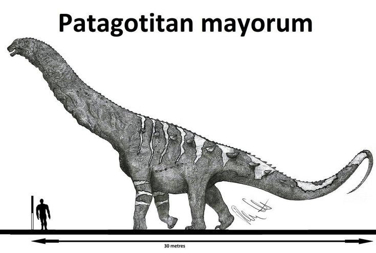 Patagotitan giúp tái hiện lại hệ sinh thái kỷ Phấn trắng. Khám phá hóa thạch của nó mang đến hiểu biết sâu hơn về sự tiến hóa của động vật khổng lồ. Ảnh: Pinterest.