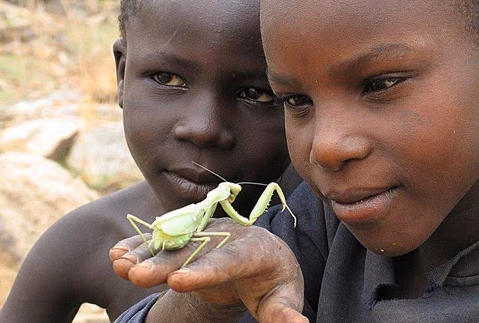 Họ có kiến thức sâu rộng về thiên nhiên và dược liệu. Nhiều loài cây bản địa được người San dùng làm thuốc hoặc thực phẩm. Ảnh: Pinterest.