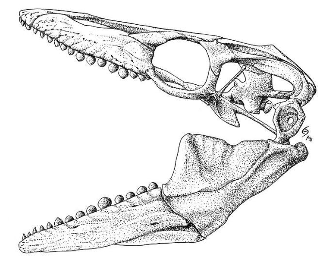 Không có răng nhọn như họ hàng. Răng của Globidens có dạng cầu, giúp chúng nghiền nát vỏ cứng thay vì xé thịt như các loài mosasaur khác. Ảnh: Pinterest.