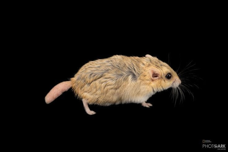 Khả năng chịu khát rất tốt. Chuột cát đuôi mập có thể sống lâu mà không cần uống nước. Ảnh: Pinterest.