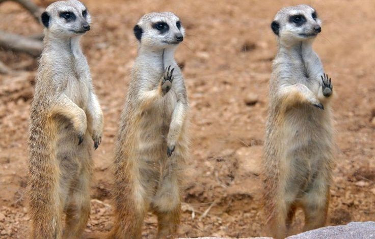 Có “lính canh” luôn túc trực cả ngày. Các cá thể canh gác sẽ đứng thẳng bằng hai chân, quan sát bầu trời và mặt đất để cảnh báo đồng loại khi có kẻ săn mồi. Ảnh: Pinterest.