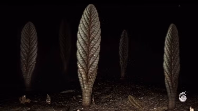 Cấu trúc “phân nhánh lặp lại” độc đáo. Cơ thể của Charnia có dạng phân nhánh lặp lại theo quy luật, mỗi nhánh nhỏ giống với toàn bộ cấu trúc lớn hơn – một dạng hình học sinh học đặc biệt. Ảnh: ytimg.com.