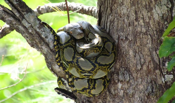 Trăn gấm không có nọc độc. Chúng giết con mồi bằng cách siết chặt, làm ngạt thở rồi nuốt chửng toàn bộ, có thể nuốt cả hươu hoặc heo rừng. Ảnh: Pinterest.