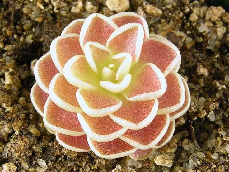 Tên gọi “bẫy mỡ” bắt nguồn từ cảm giác trơn nhờn. Bề mặt lá cây bẫy mỡ khi chạm vào sẽ có cảm giác mềm và nhờn như mỡ, do tuyến tiết dịch dính để bắt mồi. Ảnh: Pinterest.