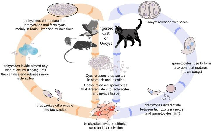 1. Tái lập hành vi của vật chủ bằng cách can thiệp gen. Ví dụ như Toxoplasma gondii, khi lây nhiễm chuột, có thể làm chuột mất phản xạ sợ mèo – điều này giúp ký sinh trùng quay lại vòng đời trong cơ thể mèo, vật chủ cuối cùng. Ảnh: Pinterest.