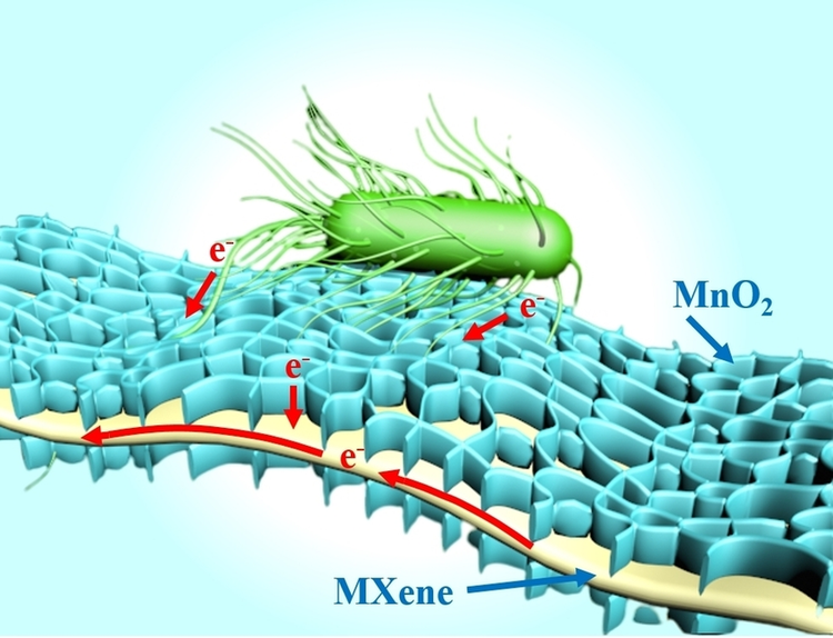 5. Có thể truyền điện qua dây nano sinh học. Một số loài tạo ra các sợi dẫn điện siêu mảnh, kết nối tế bào với bề mặt điện cực. Ảnh: researchgate.net.