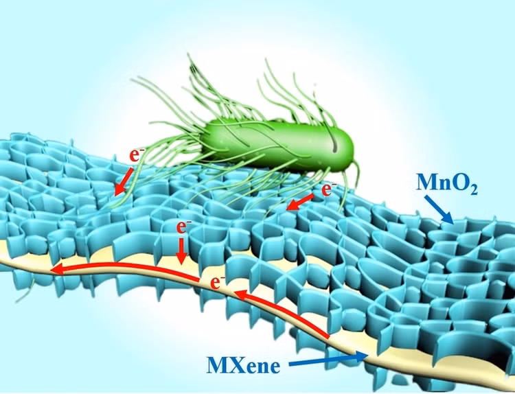 5. Có thể truyền điện qua dây nano sinh học. Một số loài tạo ra các sợi dẫn điện siêu mảnh, kết nối tế bào với bề mặt điện cực. Ảnh: researchgate.net.