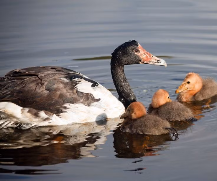 Có tập tính sinh sản khá đặc biệt. Trong mùa sinh sản, một con mái đôi khi có thể sống cùng hai con trống, tạo thành nhóm sinh sản nhỏ. Tất cả các cá thể trưởng thành trong nhóm đều tham gia bảo vệ tổ và chăm sóc con non, giúp tăng cơ hội sống sót của chim con trong môi trường tự nhiên. Ảnh: Pinterest.