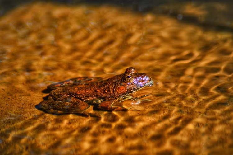 Thức ăn đa dạng. Chúng ăn côn trùng, ấu trùng, nhện và cả những sinh vật nhỏ rơi xuống mặt nước. Là loài săn mồi cơ hội, ếch lướt mặt nước góp phần kiểm soát quần thể côn trùng tại khu vực sinh sống. Ảnh: pgclick.com.