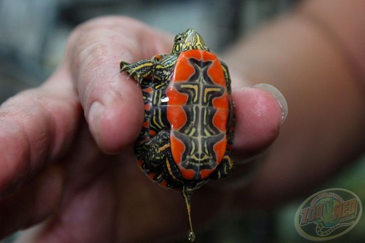 Yếm rùa như một tác phẩm nghệ thuật. Yếm - mặt dưới của mai rùa - có hoa văn đỏ, vàng, đen xen kẽ như tranh sơn mài, không cá thể nào giống cá thể nào, khiến tên “rùa sơn” trở nên rất hợp lý. Ảnh: Pinterest.