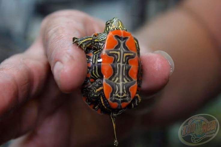 Yếm rùa như một tác phẩm nghệ thuật. Yếm - mặt dưới của mai rùa - có hoa văn đỏ, vàng, đen xen kẽ như tranh sơn mài, không cá thể nào giống cá thể nào, khiến tên “rùa sơn” trở nên rất hợp lý. Ảnh: Pinterest.