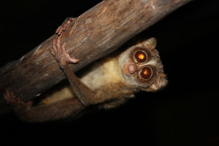 Nạn buôn bán thú cưng đe dọa nghiêm trọng. Vẻ ngoài “đáng yêu” khiến cu li trở thành mục tiêu của thị trường thú nuôi bất hợp pháp. Nhiều cá thể bị nhổ răng để tránh cắn, gây đau đớn và suy giảm khả năng sinh tồn nếu được thả về tự nhiên. Ảnh: Pinterest.