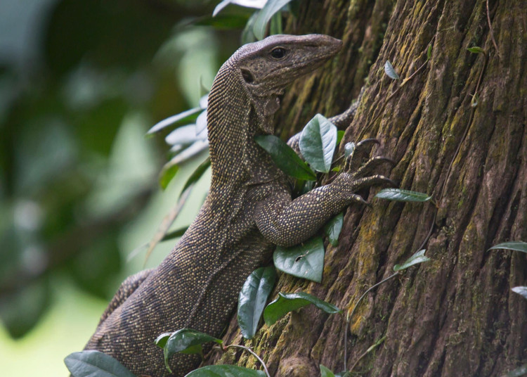 5. Khả năng leo trèo và bơi lội xuất sắc. Chúng leo cây để tránh kẻ thù hoặc kiếm mồi, đồng thời bơi rất giỏi nhờ đuôi dài dẹt và chân khỏe. Ảnh: Pinterest.