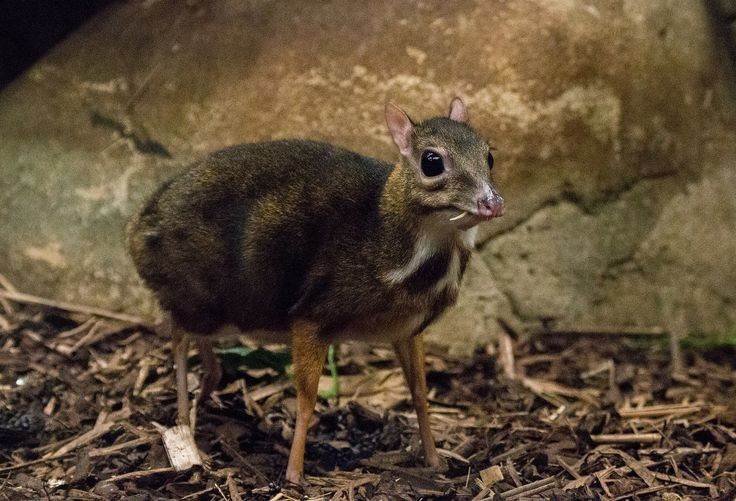 4. Có răng nanh dài. Dù ăn thực vật, con đực sở hữu cặp răng nanh dài nhô ra khỏi miệng để cạnh tranh lãnh thổ và thu hút bạn tình. Ảnh: Pinterest.
