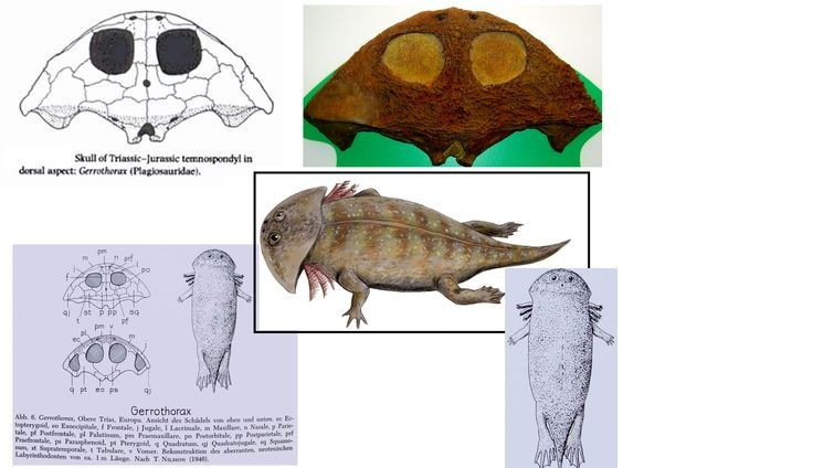 Chúng có mang ngoài như nòng nọc khổng lồ. Giới khoa học cho rằng Gerrothorax không trải qua giai đoạn biến thái mà giữ mang suốt đời để hô hấp dưới nước. Ảnh: Pinterest.