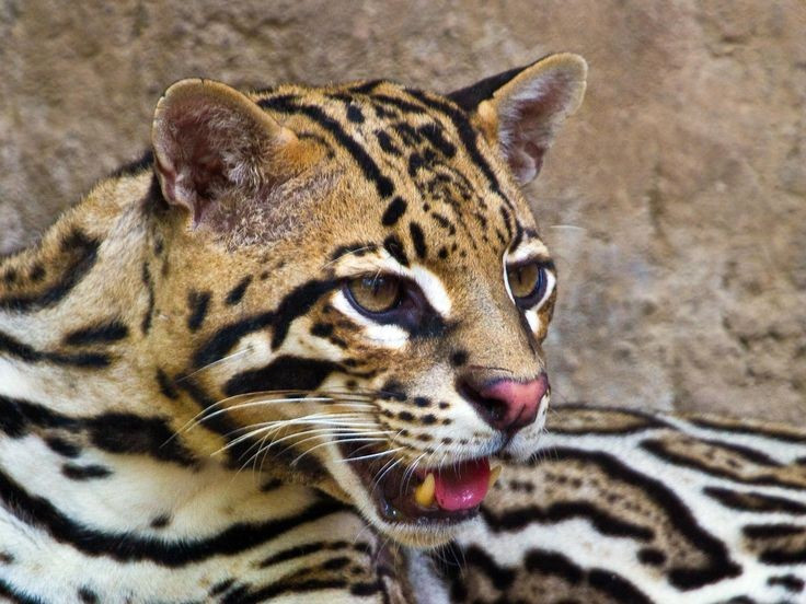 Có tiếng kêu đa dạng. Chúng giao tiếp bằng nhiều âm thanh khác nhau, từ tiếng gừ nhẹ cho đến tiếng kêu rền vang khi giao phối hoặc tranh lãnh thổ. Ảnh: Pinterest.