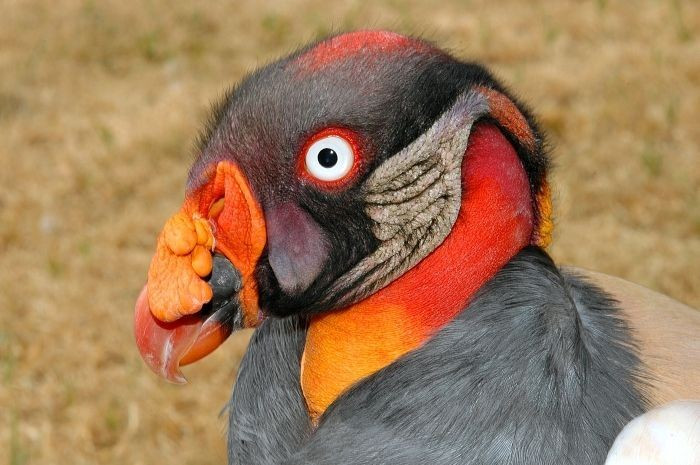 Loài chim ăn xác sặc sỡ nhất. Kền kền vua có đầu nhiều màu sặc sỡ như đỏ cam, vàng và xanh, khác biệt hoàn toàn so với các loài kền kền khác. Ảnh: Pinterest.