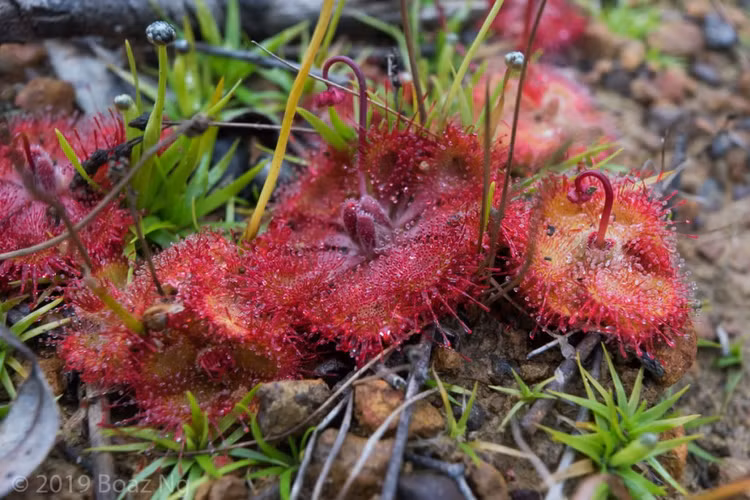 1. Cây trói gà là loài thực vật ăn thịt. Drosera burmannii thu hút và bắt mồi là côn trùng nhỏ bằng các tuyến nhầy trên lá, nhằm bổ sung dưỡng chất cho môi trường đất nghèo dinh dưỡng. Ảnh: fierceflora.com.