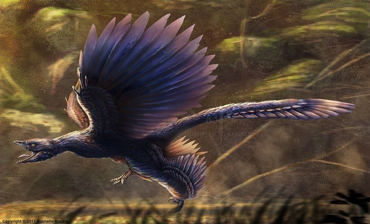 Microraptor – khủng long bốn cánh. Microraptor chỉ nặng khoảng 1 kg, dài chưa đến 1 mét, có bốn chi phủ lông vũ, cho thấy nó có thể lượn hoặc bay ngắn giữa các tán cây. Ảnh: Pinterest.