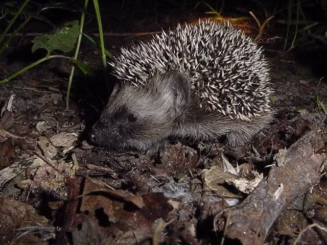 Ngủ đông trong mùa lạnh. Nhiều loài nhím gai ở vùng ôn đới sẽ ngủ đông trong mùa đông khi nhiệt độ và nguồn thức ăn giảm mạnh. Trong thời gian này, nhịp tim và nhiệt độ cơ thể của chúng giảm đáng kể để tiết kiệm năng lượng, có thể kéo dài vài tháng cho đến khi mùa xuân trở lại. Ảnh: Pinterest.