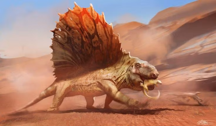 Kẻ săn mồi đầu bảng. Dimetrodon là động vật ăn thịt đứng đầu chuỗi thức ăn đương thời, săn các loài bò sát nhỏ và cá. Ảnh: Pinterest.