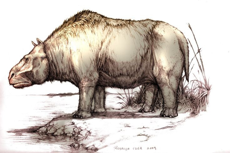 Kích thước ấn tượng. Toxodon nặng tới 1,5 tấn và dài khoảng 2,7 mét, trở thành một trong những động vật ăn cỏ lớn nhất Nam Mỹ. Ảnh: Pinterest.