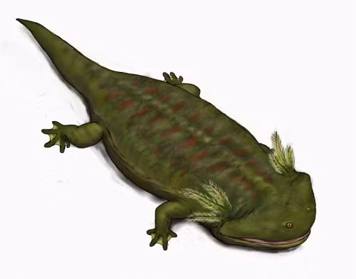 Chúng có ngoại hình giống cá sấu bị “ép phẳng”. Cơ thể dài, đầu rộng và dẹt cùng đôi mắt nằm trên đỉnh đầu giúp chúng phục kích con mồi dưới nước. Ảnh: pikabu.ru.