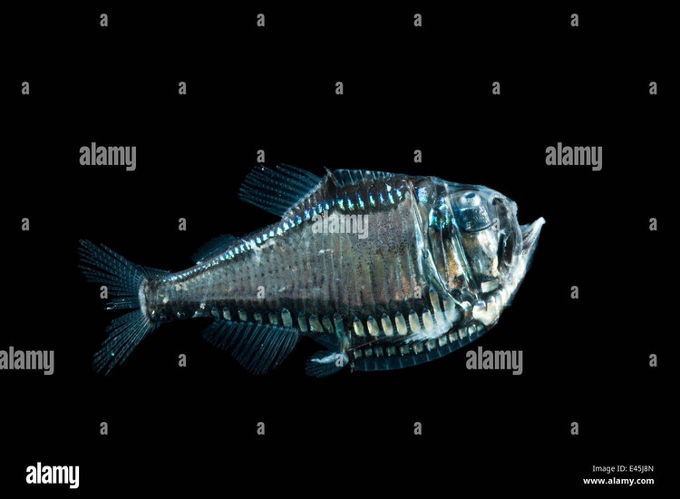 Phát quang sinh học để ngụy trang. Dọc theo bụng cá rìu là các cơ quan phát sáng gọi là photophore. Chúng tạo ra ánh sáng yếu hướng xuống dưới, giúp cá “hòa tan” bóng đen của mình khi bị kẻ săn mồi nhìn từ đáy biển lên, một chiến lược ngụy trang gọi là phản chiếu ngược (counter-illumination). Ảnh: alamy.com.