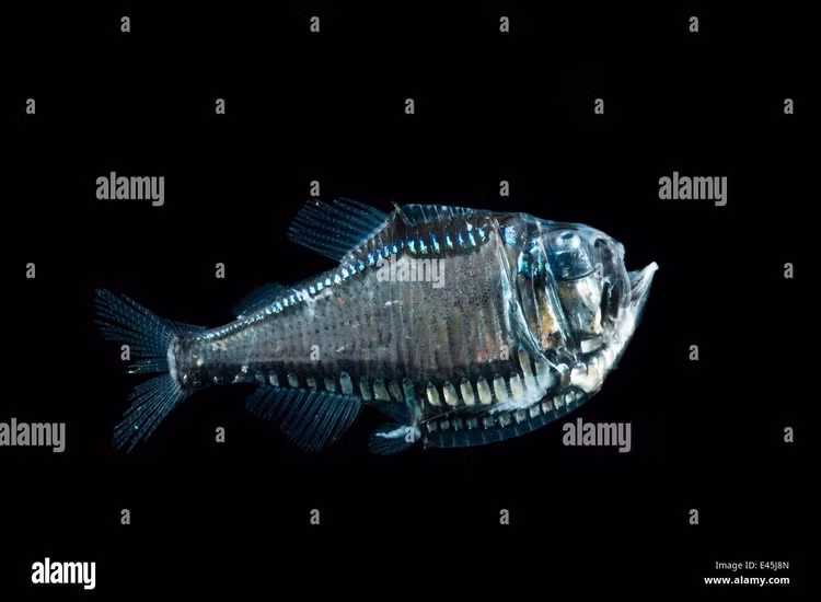 Phát quang sinh học để ngụy trang. Dọc theo bụng cá rìu là các cơ quan phát sáng gọi là photophore. Chúng tạo ra ánh sáng yếu hướng xuống dưới, giúp cá “hòa tan” bóng đen của mình khi bị kẻ săn mồi nhìn từ đáy biển lên, một chiến lược ngụy trang gọi là phản chiếu ngược (counter-illumination). Ảnh: alamy.com.