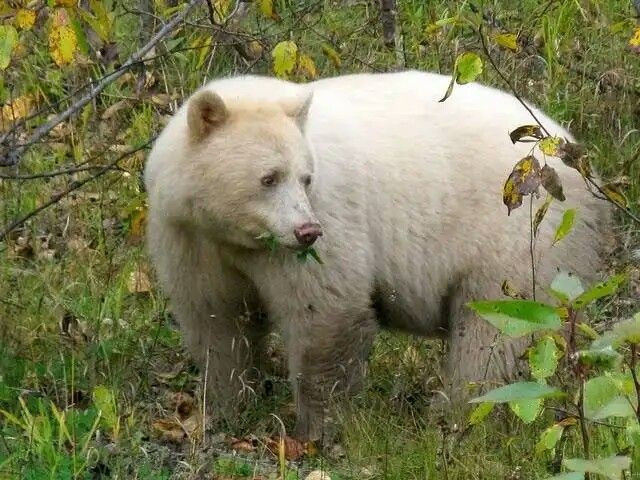 Приспосабливаются к различным условиям. Они могут охотиться на суше, как бурые медведи, или плавать на большие расстояния в холодной воде, как белые медведи. Фото: Pinterest. Thích nghi với nhiều môi trường. Chúng có thể săn trên đất liền như gấu nâu lẫn bơi xa trong nước lạnh như gấu trắng. Ảnh: Pinterest.