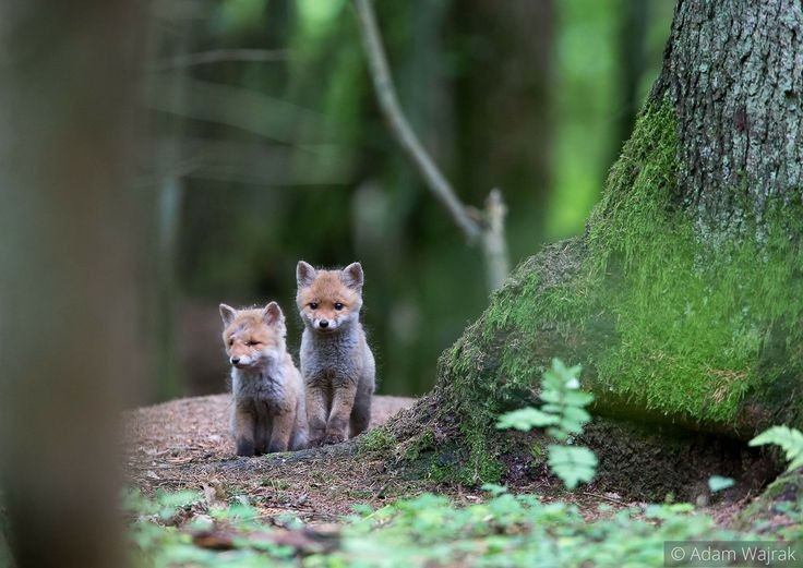 Từng là khu săn bắn của hoàng gia. Trong nhiều thế kỷ, các vị vua Ba Lan và Nga đã sử dụng khu rừng làm nơi săn bắn, vô tình giúp bảo tồn nó khỏi việc khai thác quá mức. Ảnh: Pinterest.