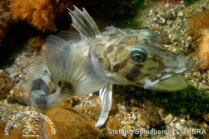 Hệ tuần hoàn thích nghi đặc biệt. Để bù đắp khả năng mang oxy thấp, cá băng có tim lớn, mạch máu rộng và lưu lượng máu cao, giúp phân phối oxy hiệu quả khắp cơ thể. Ảnh: fishesofaustralia.net.au.