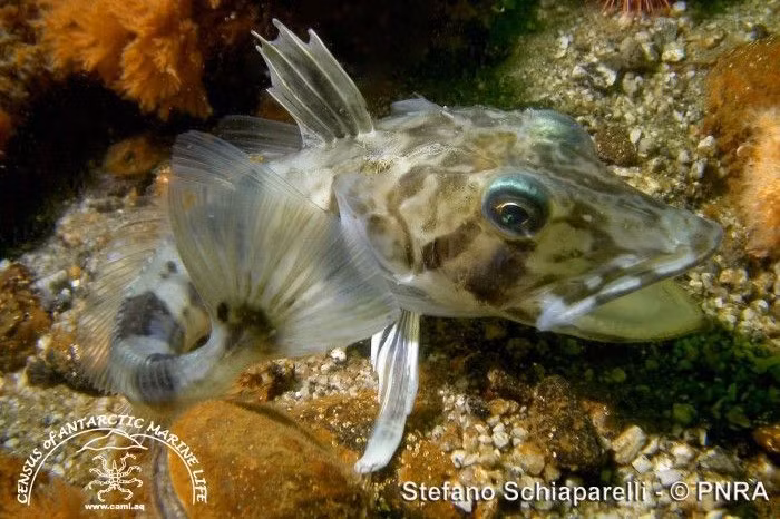 Hệ tuần hoàn thích nghi đặc biệt. Để bù đắp khả năng mang oxy thấp, cá băng có tim lớn, mạch máu rộng và lưu lượng máu cao, giúp phân phối oxy hiệu quả khắp cơ thể. Ảnh: fishesofaustralia.net.au.