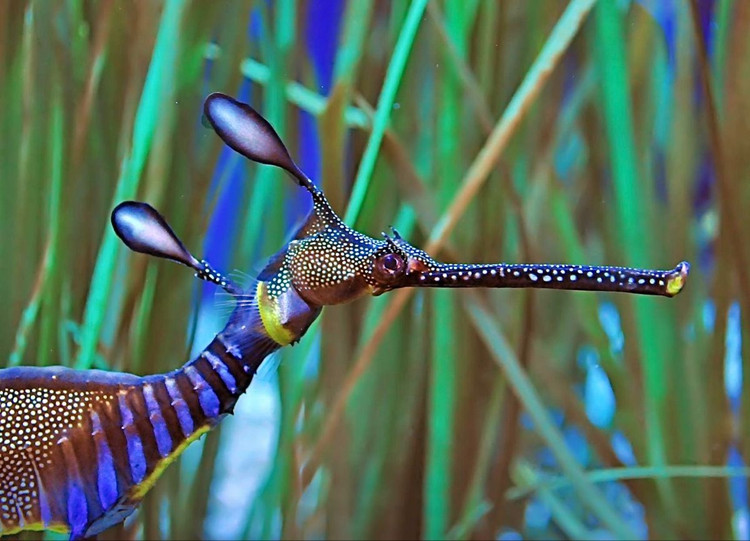 Loài này cực kỳ yếu ớt. Sự thay đổi môi trường và đánh bắt không chủ ý khiến số lượng của chúng giảm nhanh, đe dọa đến cân bằng sinh thái. Ảnh: Pinterest.