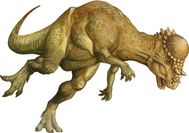 Có hộp sọ dày đến 25cm. Chiếc đầu vòm đặc trưng của Pachycephalosaurus có lớp xương dày tới 25cm, khiến nhiều nhà khoa học tin rằng chúng dùng để húc đầu trong các cuộc đấu tranh giành lãnh thổ hoặc bạn tình. Ảnh: Pinterest.