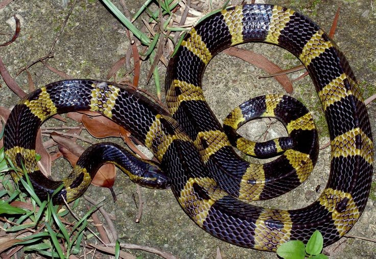 7. Phân bố rộng từ Ấn Độ đến Đông Nam Á. Loài rắn này có mặt ở nhiều quốc gia như Ấn Độ, Bangladesh, Myanmar, Thái Lan, Lào, Campuchia, Việt Nam và cả phía nam Trung Quốc. Ảnh: Pinterest.