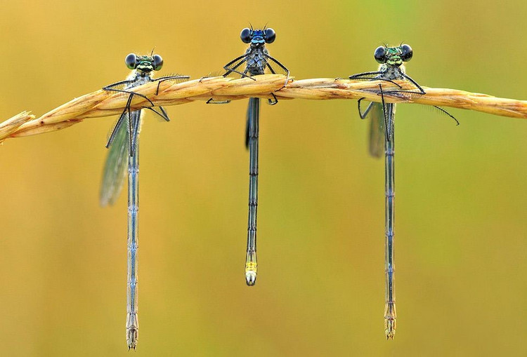 Đóng vai trò quan trọng trong hệ sinh thái. Chuồn chuồn kim là loài săn mồi hiệu quả đối với muỗi và nhiều loại côn trùng nhỏ khác. Đồng thời, chúng cũng là nguồn thức ăn cho cá, chim và ếch. Nhờ vậy, chúng góp phần duy trì sự cân bằng trong hệ sinh thái vùng nước ngọt. Ảnh: Pinterest.