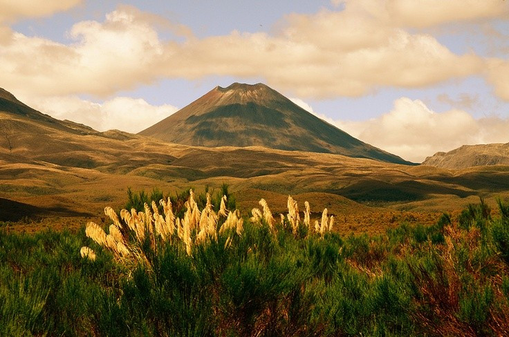 Hệ sinh thái núi lửa phong phú. Vườn quốc gia Tongariro có nhiều loài thực vật quý hiếm thích nghi với đất núi lửa. Ảnh: Pinterest.