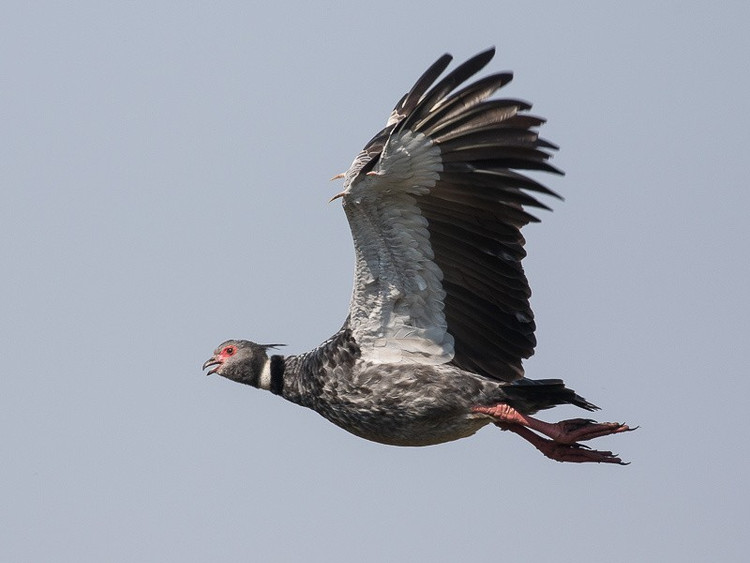 Trên cánh có gai nhọn như vũ khí tự vệ. Mỗi cánh của loài chim này mang hai gai xương cứng, giúp chúng chống trả kẻ thù hoặc bảo vệ tổ trong mùa sinh sản. Ảnh: ecoregistros.org.