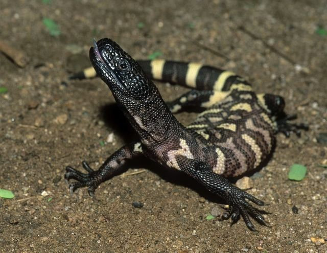 Cực kỳ chậm chạp. Chúng di chuyển thong thả và ít khi chủ động tấn công. Ảnh: Pinterest.