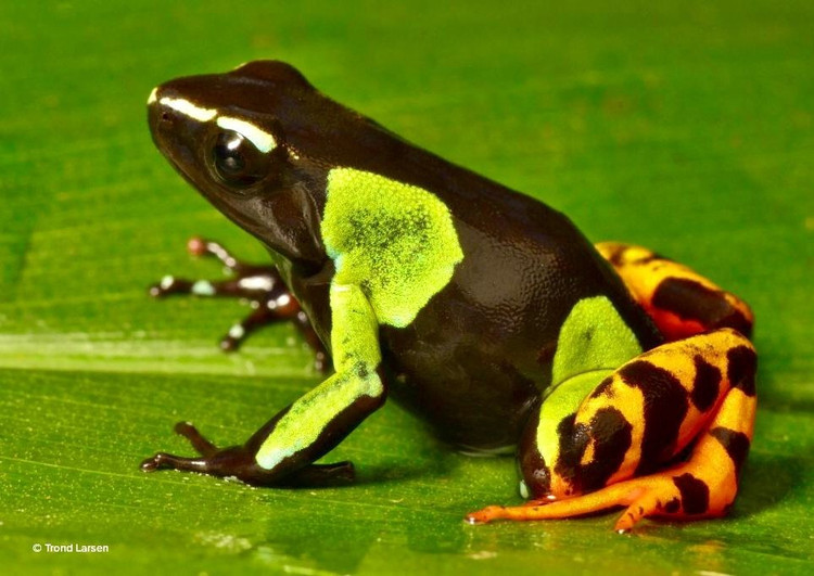 Đang bị đe dọa bởi nạn phá rừng và buôn bán thú cảnh. Việc mất môi trường sống cùng với khai thác trái phép phục vụ thị trường thú cảnh khiến Mantella madagascariensis trở thành loài cần được bảo tồn nghiêm ngặt. Ảnh: Pinterest.