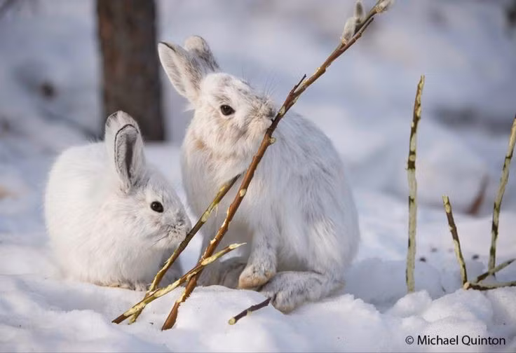 Thường tụ tập thành nhóm lớn vào mùa đông. Không giống nhiều loài thỏ sống đơn lẻ, thỏ Bắc Cực đôi khi tụ tập thành đàn hàng chục cá thể trong mùa đông. Việc ở gần nhau giúp chúng giảm tác động của gió lạnh và tăng khả năng phát hiện kẻ săn mồi trong môi trường trống trải. Ảnh: Pinterest.