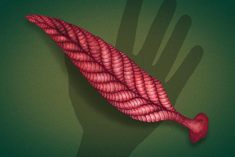 Sống trong môi trường biển sâu. Các nghiên cứu cho thấy Charnia từng sống dưới đáy biển sâu, nơi ánh sáng gần như không có, khác với giả thuyết cũ cho rằng chúng sống ở vùng nước nông. Ảnh: amazonaws.com.