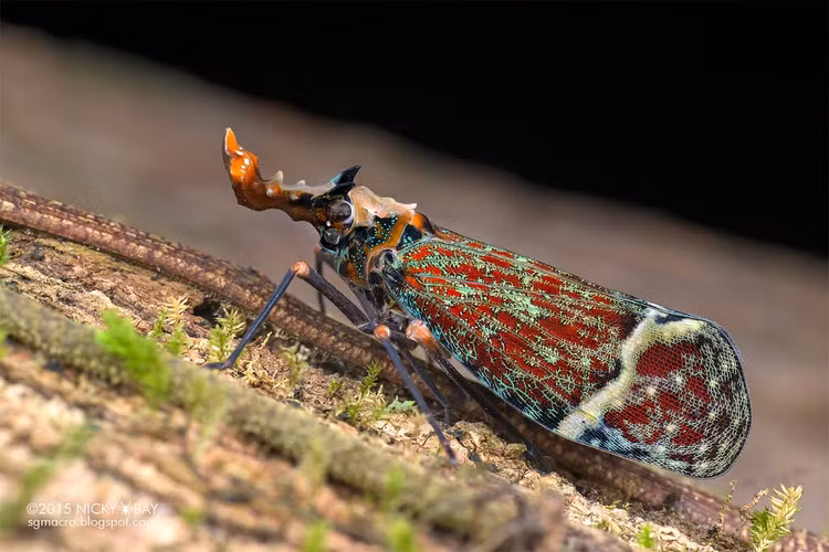 Không có khả năng phát ra âm thanh. Khác với ve sầu thật, chúng im lặng hoàn toàn, chỉ giao tiếp bằng mùi hoặc chuyển động. Ảnh: staticflickr.com.