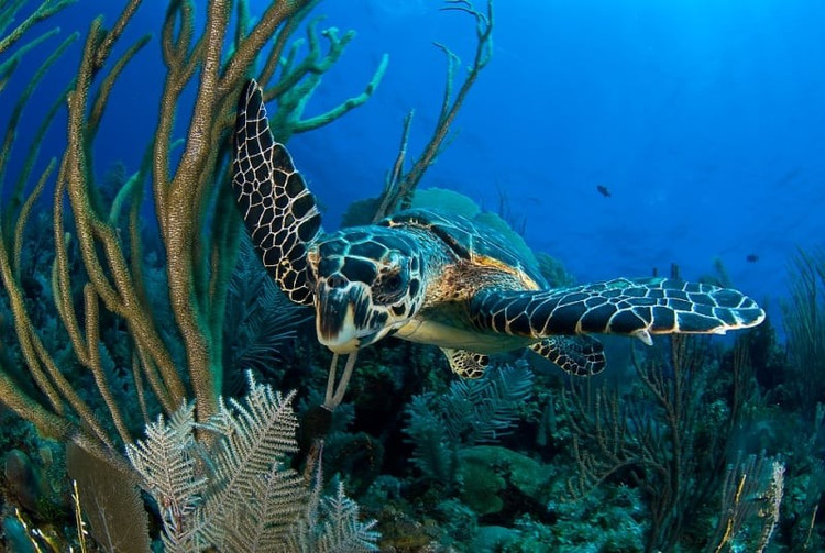 Các rạn san hô gần bờ vẫn còn nguyên vẹn. Chúng giúp bảo vệ bờ biển khỏi xói mòn và duy trì hệ sinh thái biển khỏe mạnh. Ảnh: iqvel.com.