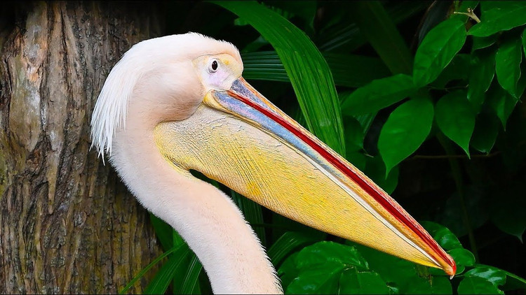 Biểu tượng văn hóa và tôn giáo lâu đời. Trong nhiều nền văn hóa, bồ nông gắn với hình ảnh hy sinh và nuôi dưỡng. Ở châu Âu thời trung cổ, chúng từng được xem là biểu tượng của lòng vị tha và tình mẫu tử, xuất hiện trong nghệ thuật và huy hiệu. Ảnh: Pinterest.