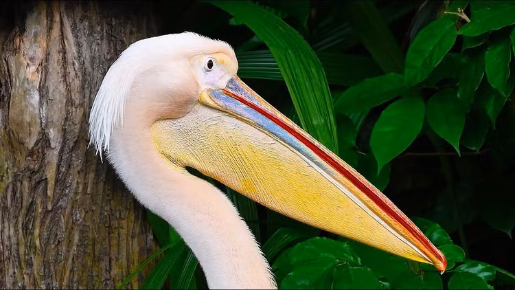 Biểu tượng văn hóa và tôn giáo lâu đời. Trong nhiều nền văn hóa, bồ nông gắn với hình ảnh hy sinh và nuôi dưỡng. Ở châu Âu thời trung cổ, chúng từng được xem là biểu tượng của lòng vị tha và tình mẫu tử, xuất hiện trong nghệ thuật và huy hiệu. Ảnh: Pinterest.