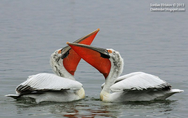 Tập tính sinh sản mang tính tập thể. Nhiều loài bồ nông làm tổ thành các đàn lớn, đôi khi lên tới hàng nghìn cá thể. Tổ thường được xây trên mặt đất, cây thấp hoặc đảo nhỏ, giúp giảm nguy cơ bị thú săn mồi tấn công. Ảnh: Pinterest.