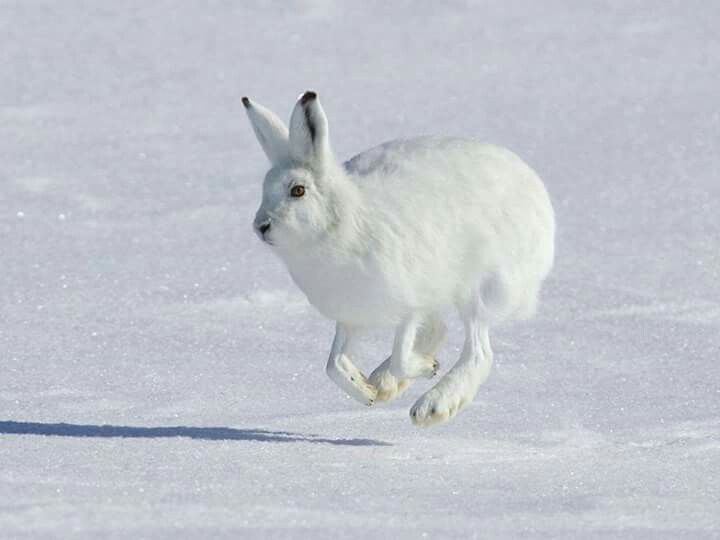 Khả năng chạy nhanh đáng kinh ngạc. Loài vật này có thể đạt vận tốc tới 60 km/h, nhờ đó dễ dàng thoát khỏi kẻ săn mồi như cáo Bắc cực hay sói. Ảnh: Pinterest.